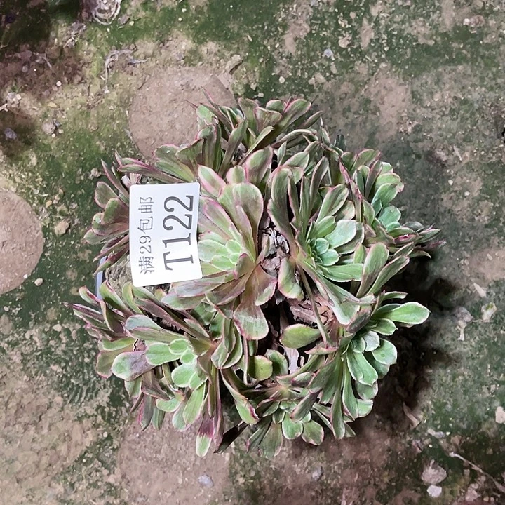 122水墨画多肉植物