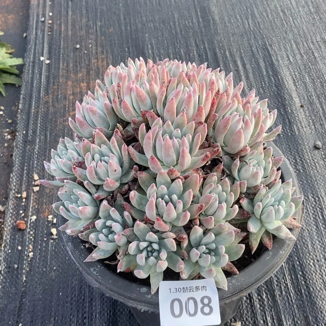 008多肉植物啦啦啦