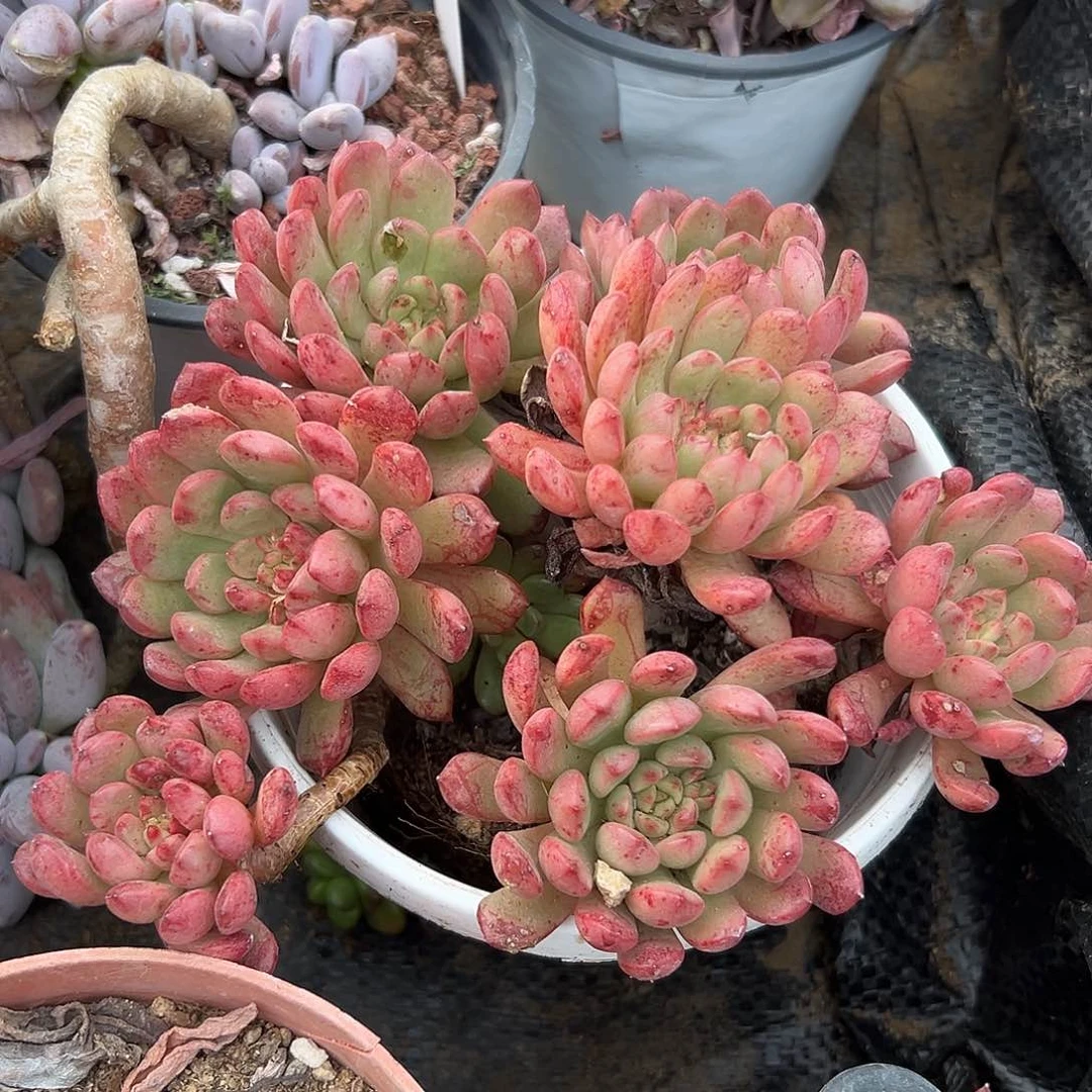 多肉植物红宝石群