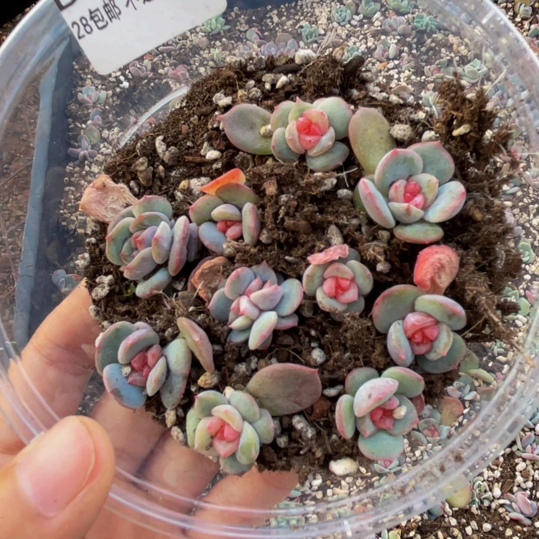 OTO多肉切糕优选dy1488