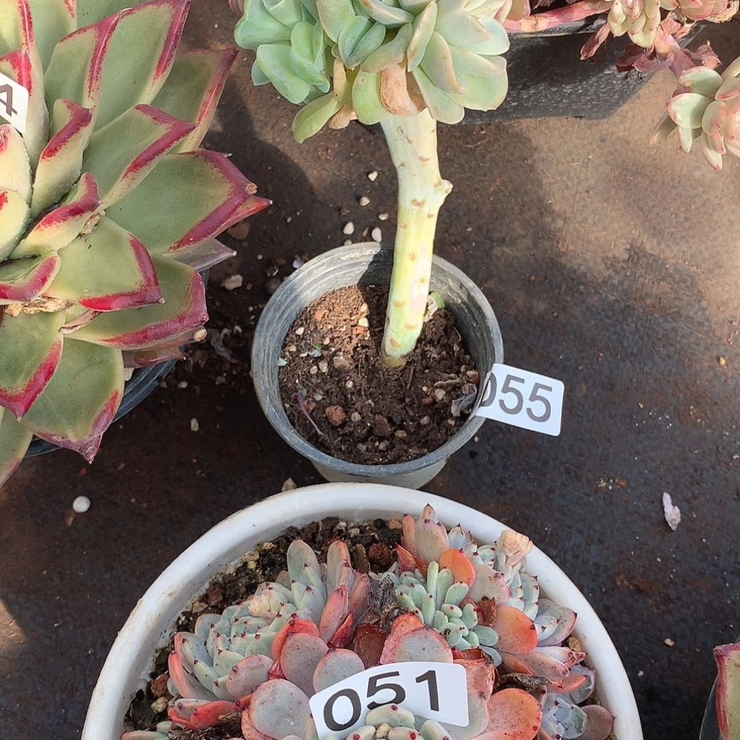 055可爱玫瑰 一物一拍多肉