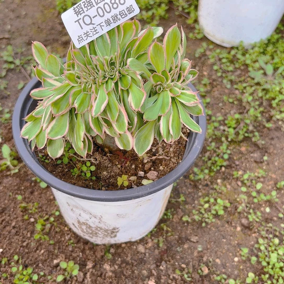 燕子锦缀多肉植物86