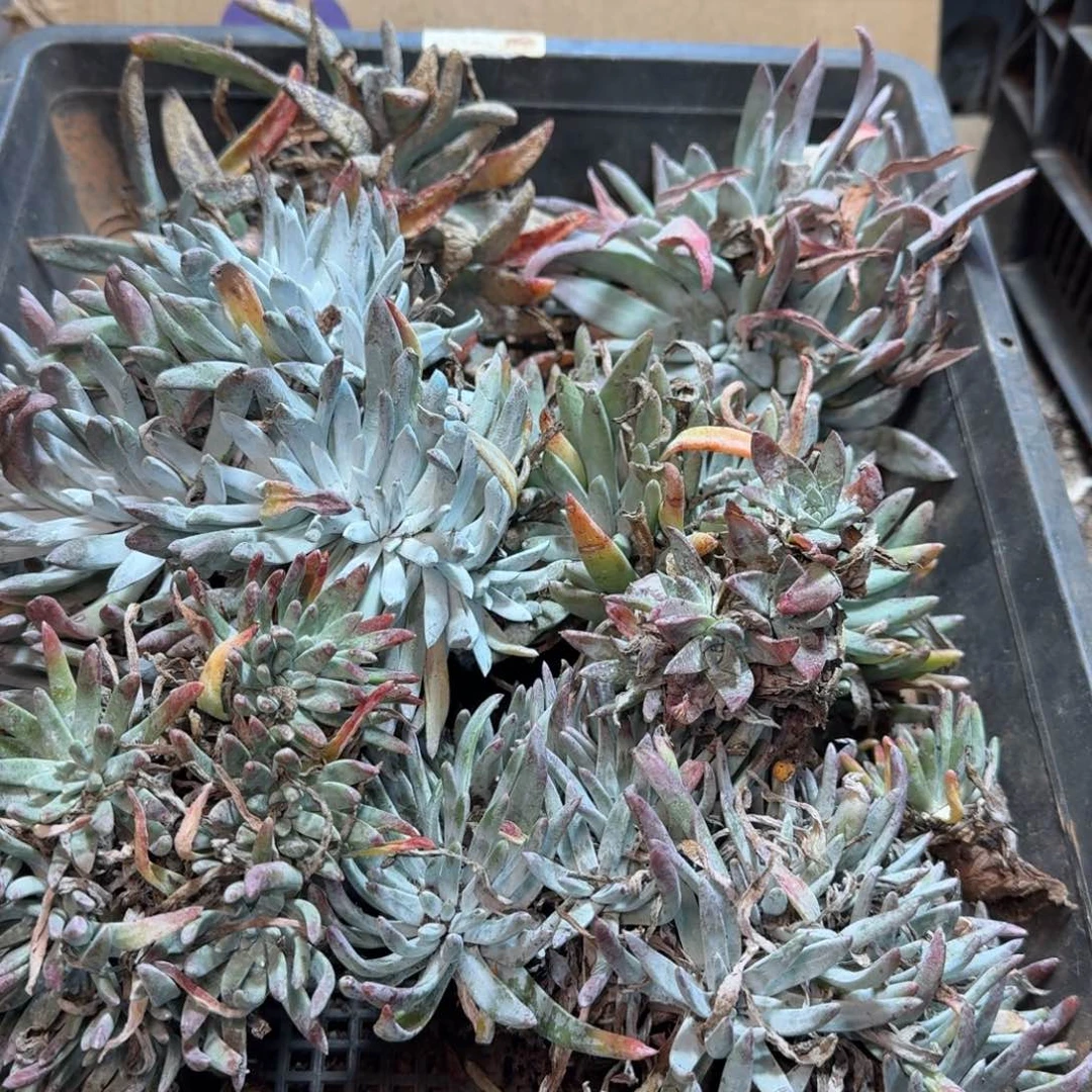 2258瑕疵框拍不售后