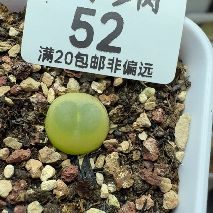 带盆土1200。   拉登。
