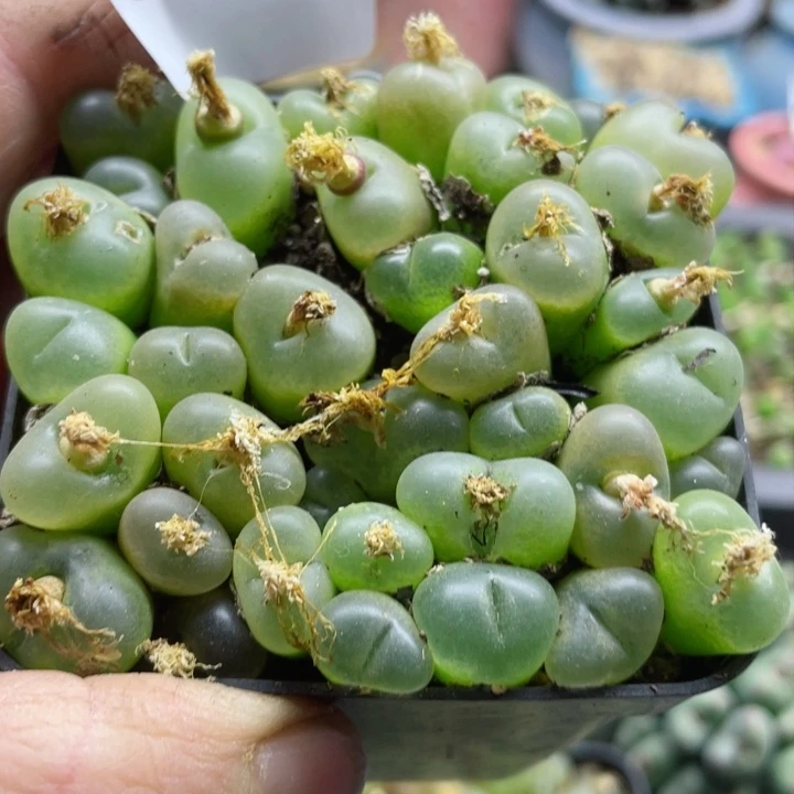 817果冻毛带盆l l l l l