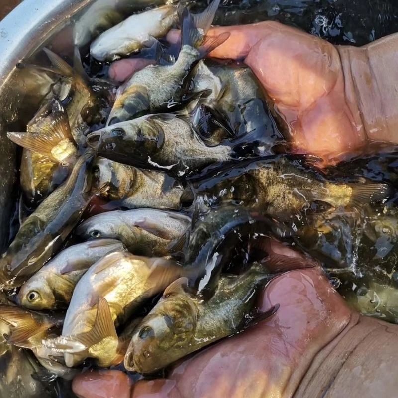 缩骨大头鱼淡水缩骨花鲢鱼 宠物水族