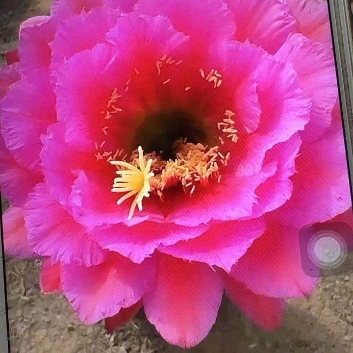 落雁侧芽5公分左右毛花柱(20包邮)