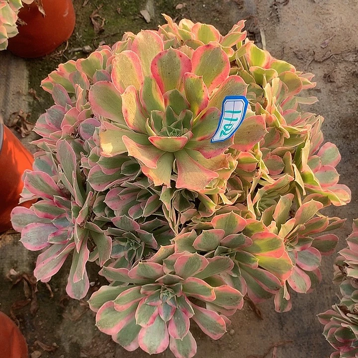 多肉植物叶罗刹1102