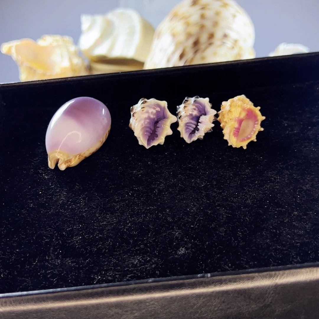 手串/手链贝壳白紫宝螺