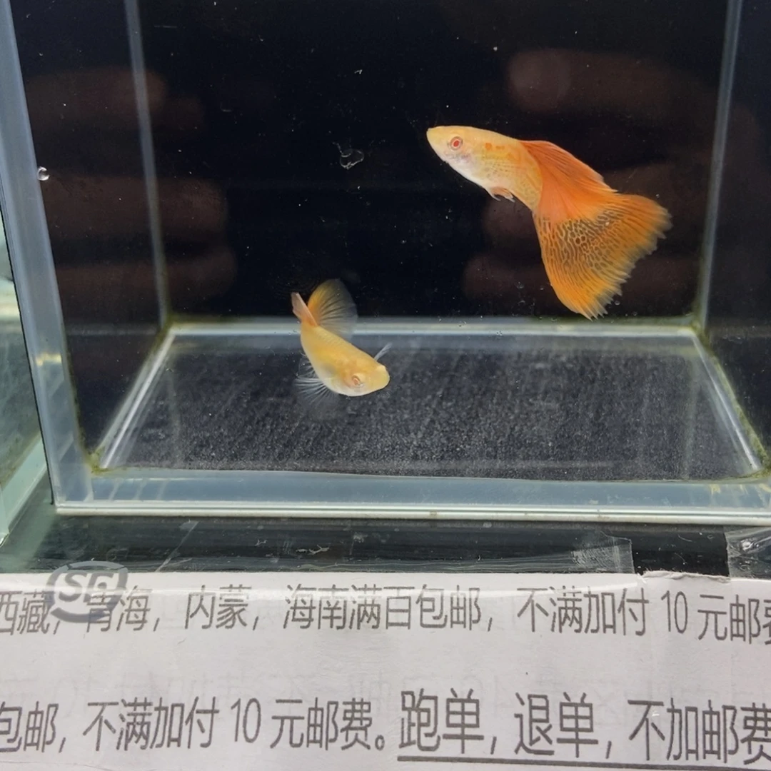 海水鱼红蕾丝白子
