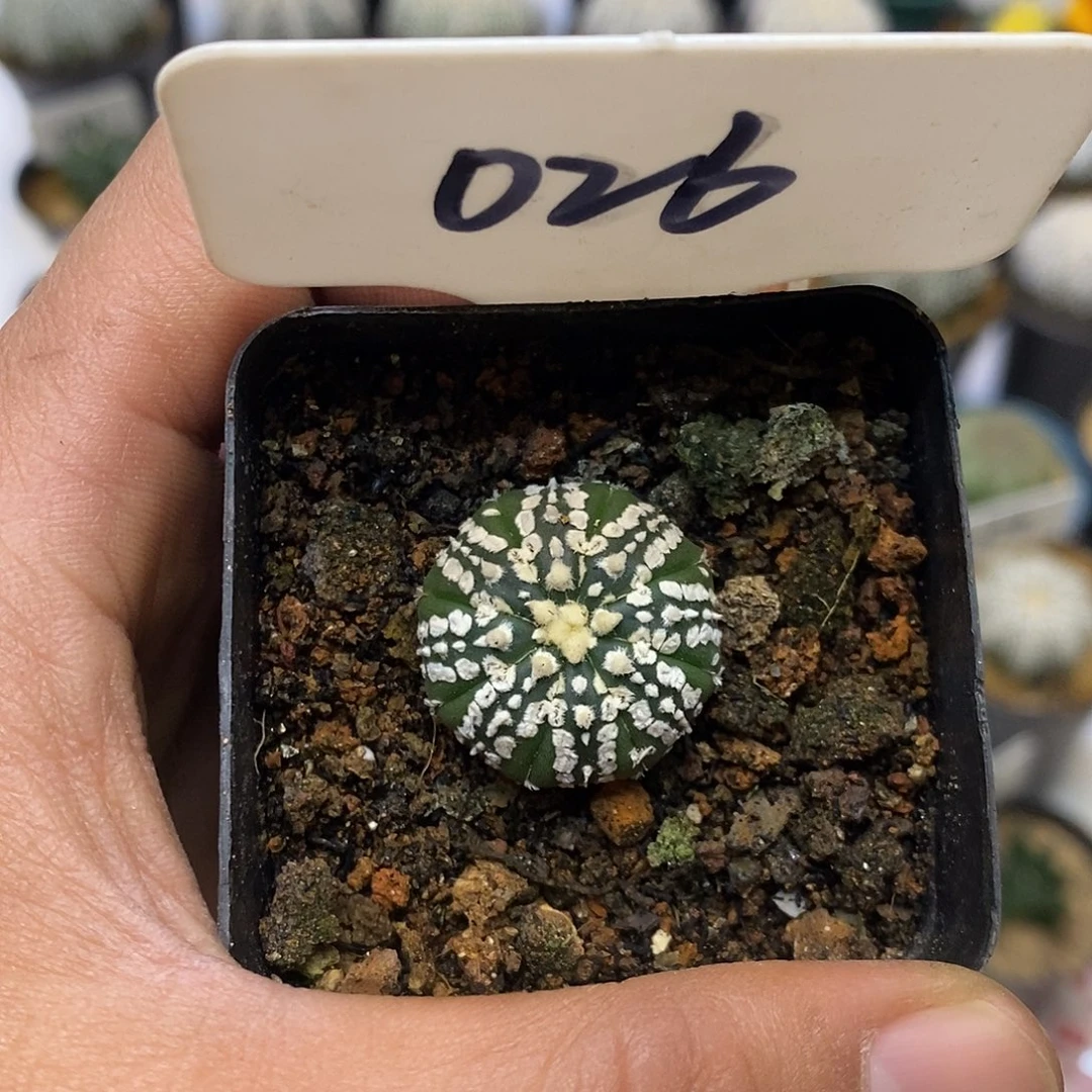 026福利特价来了特价啦