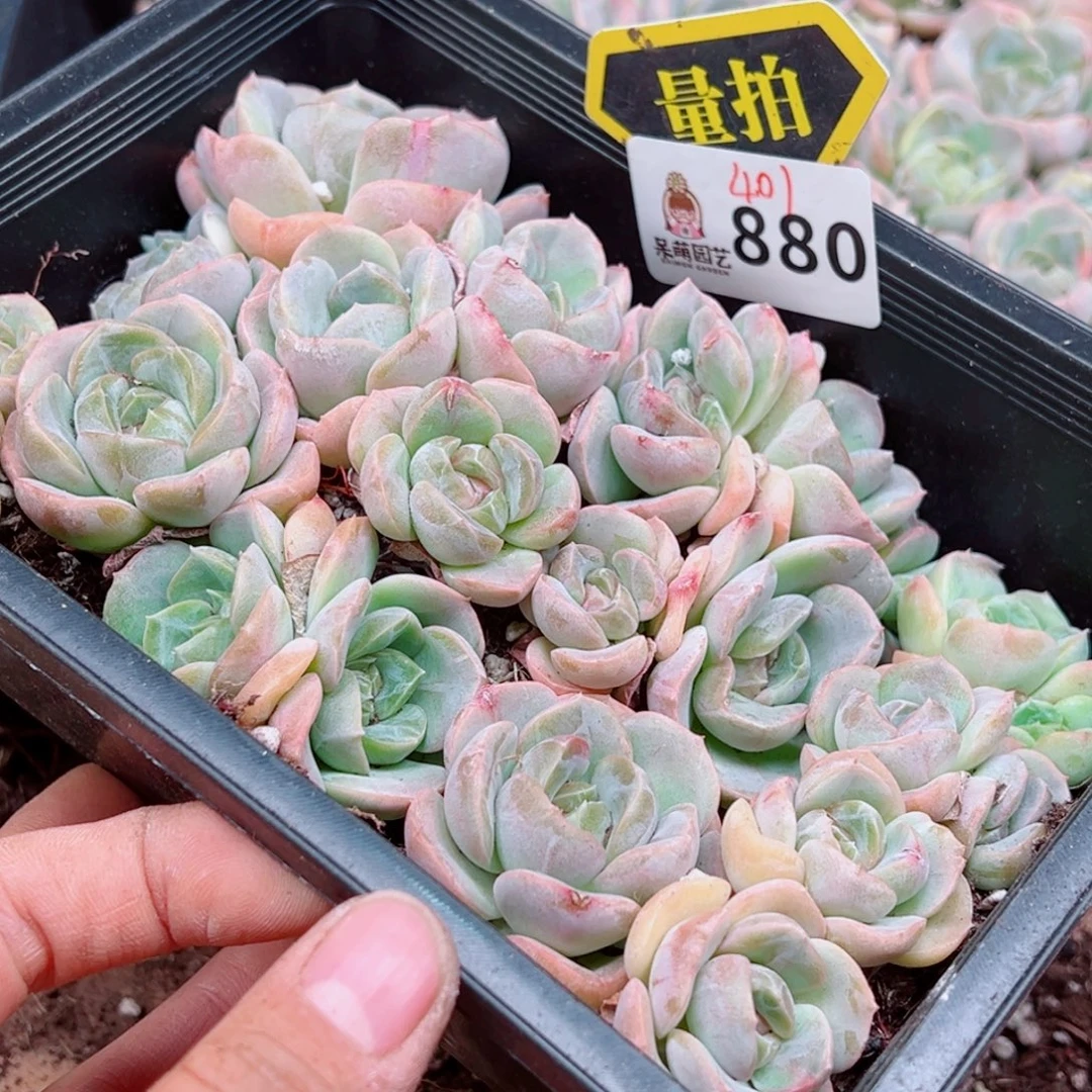多肉植物多肉植物