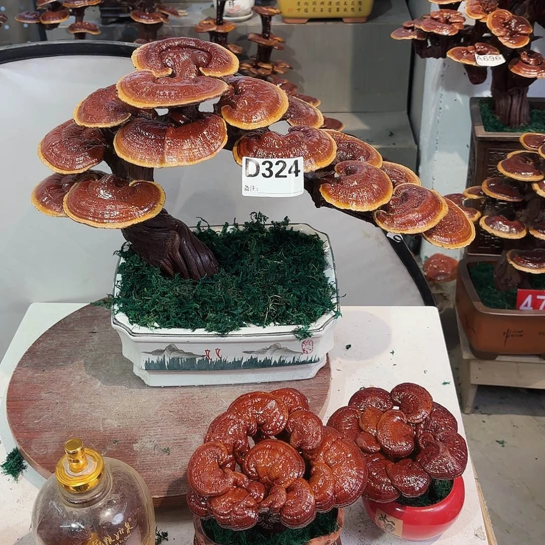 无花朵灵芝88888888888888888888