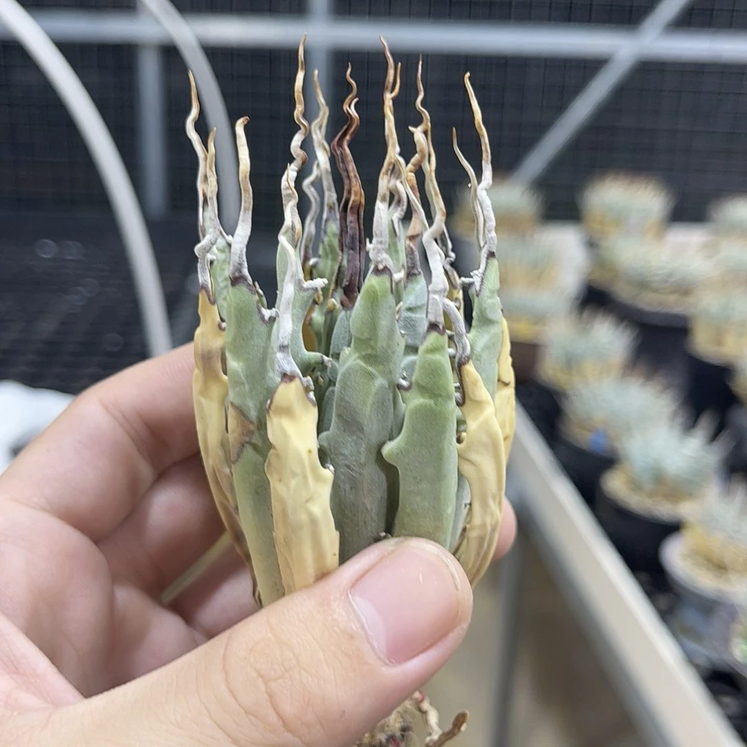 泡面刺泡面刺小的