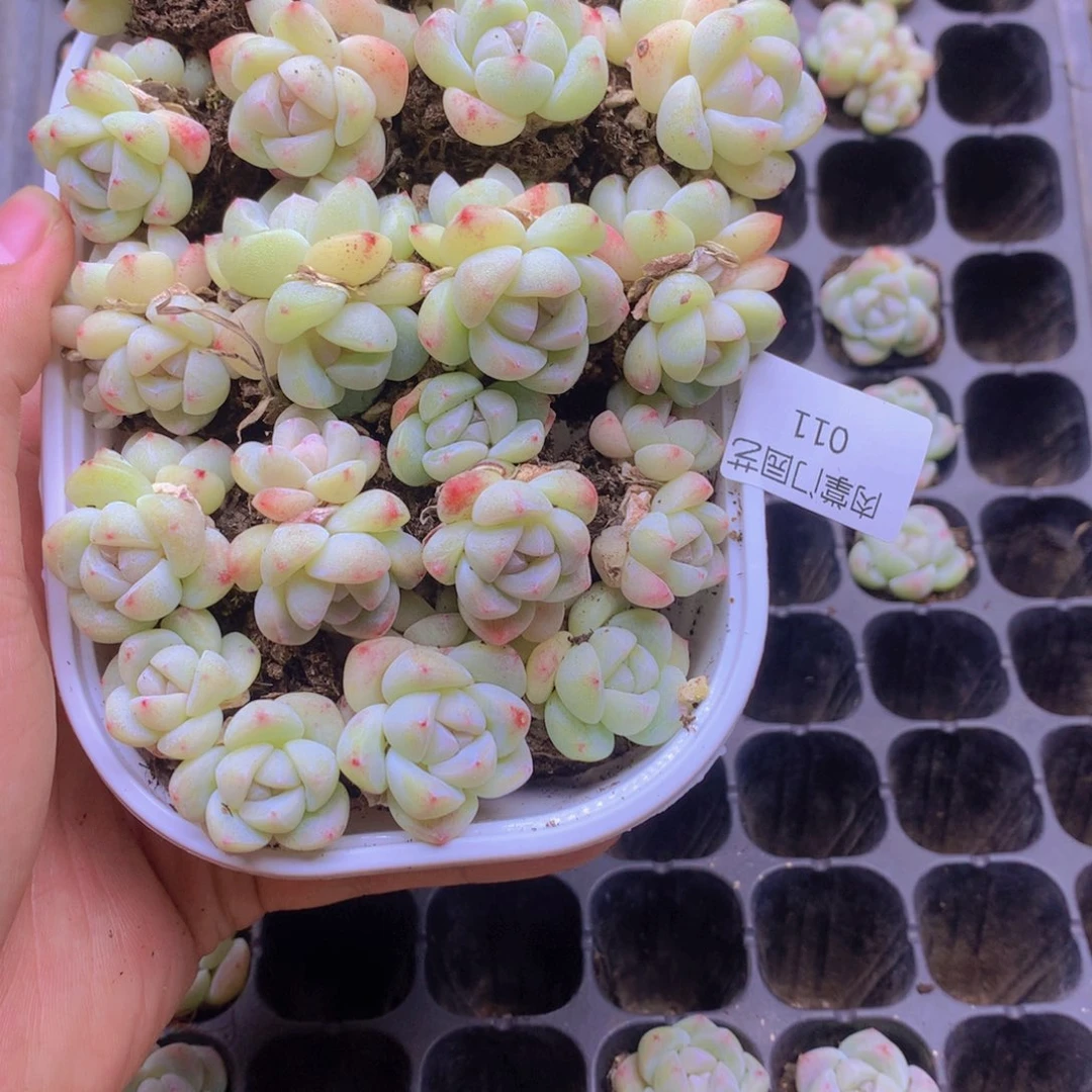 纯双头冰玉量拍011
