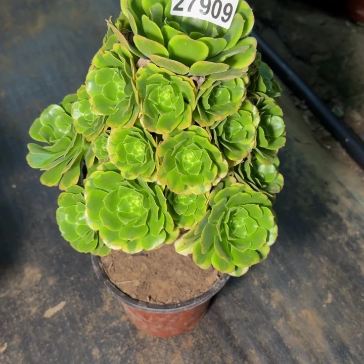 27909南辛尼亚多肉植物