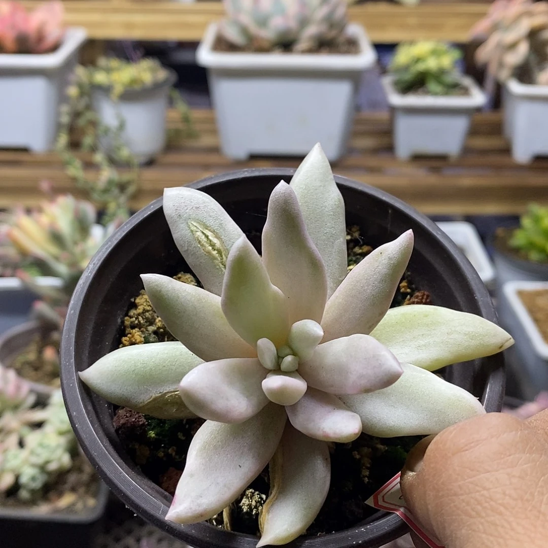 用****51602 桃花源锦变异