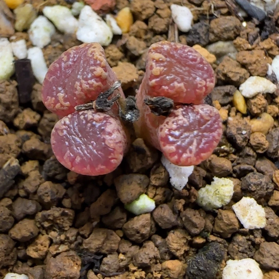 1.3.ts450蝴蝶.9004