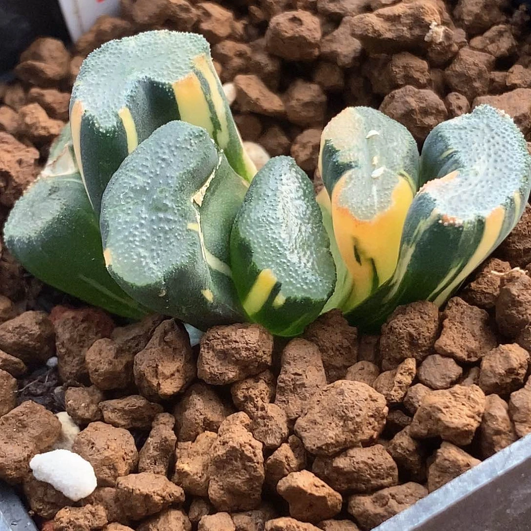 红陶150号大明湖万象锦一物一拍