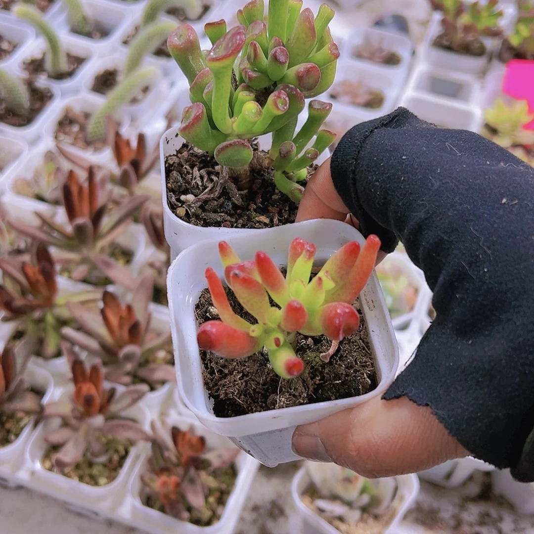 吸财树组合2个19包邮