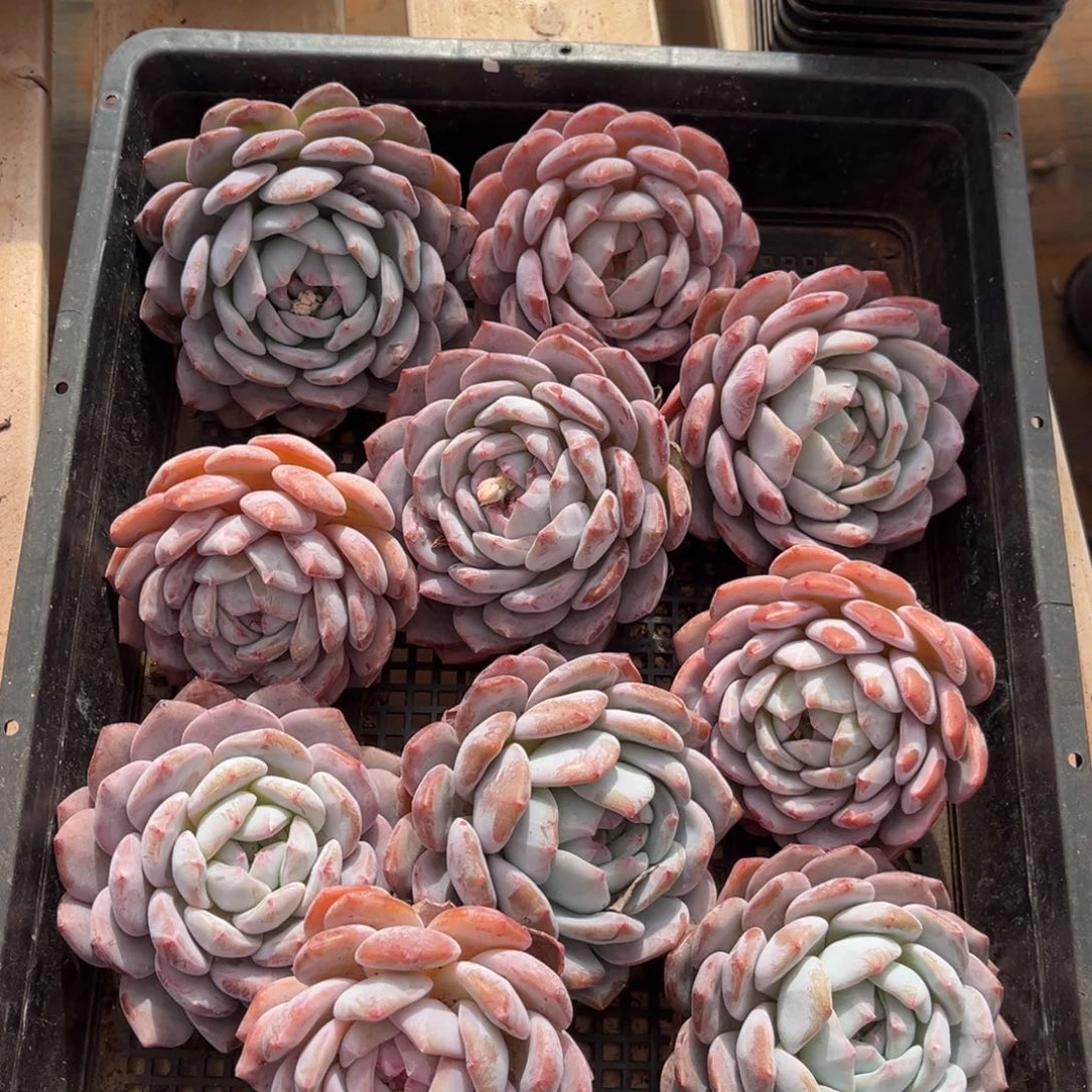 643号新疆西藏内蒙古不包邮的