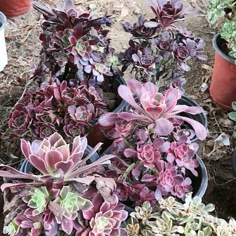 6棵玫瑰玫瑰玫瑰玫瑰