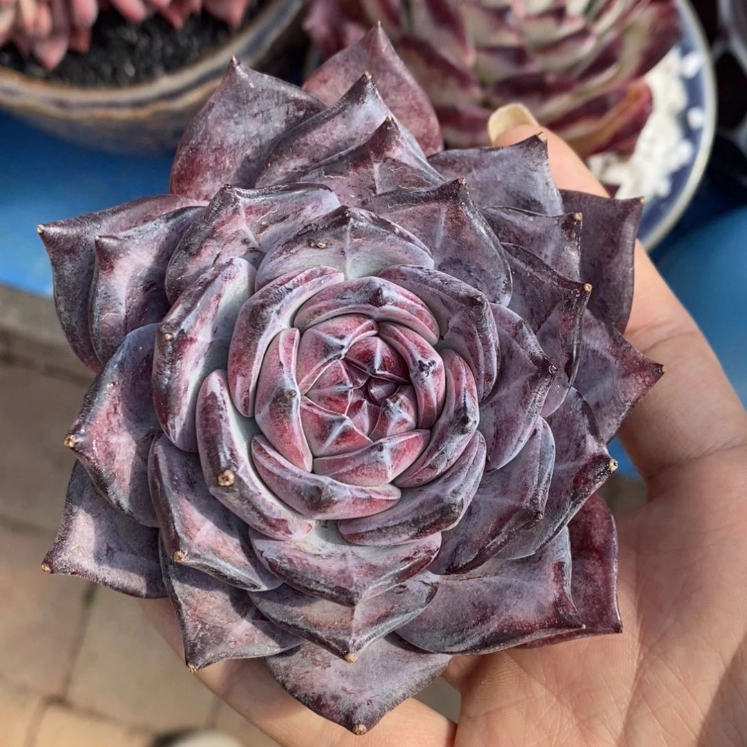 多肉植物盆栽多肉