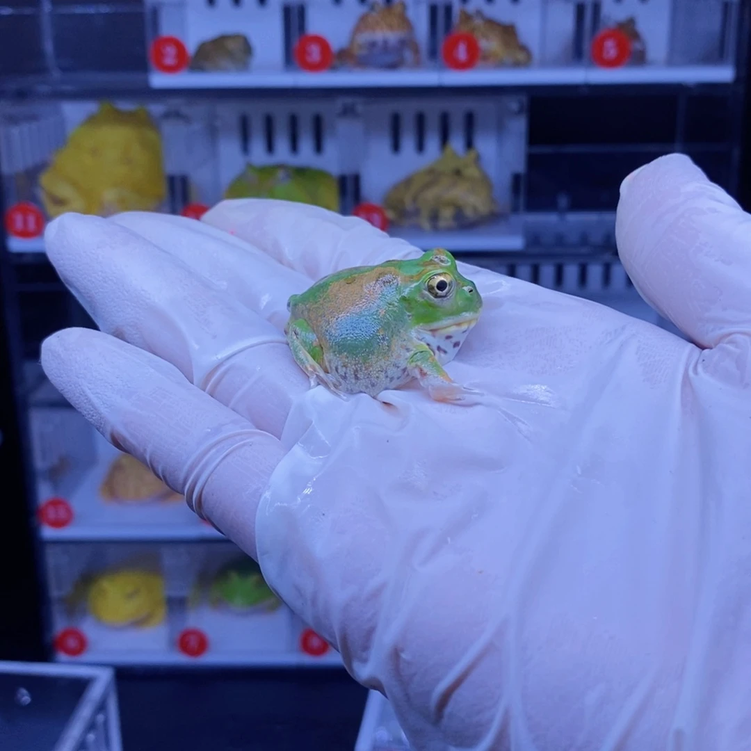 江***下角蛙角蛙3-10cm闪购专享链接