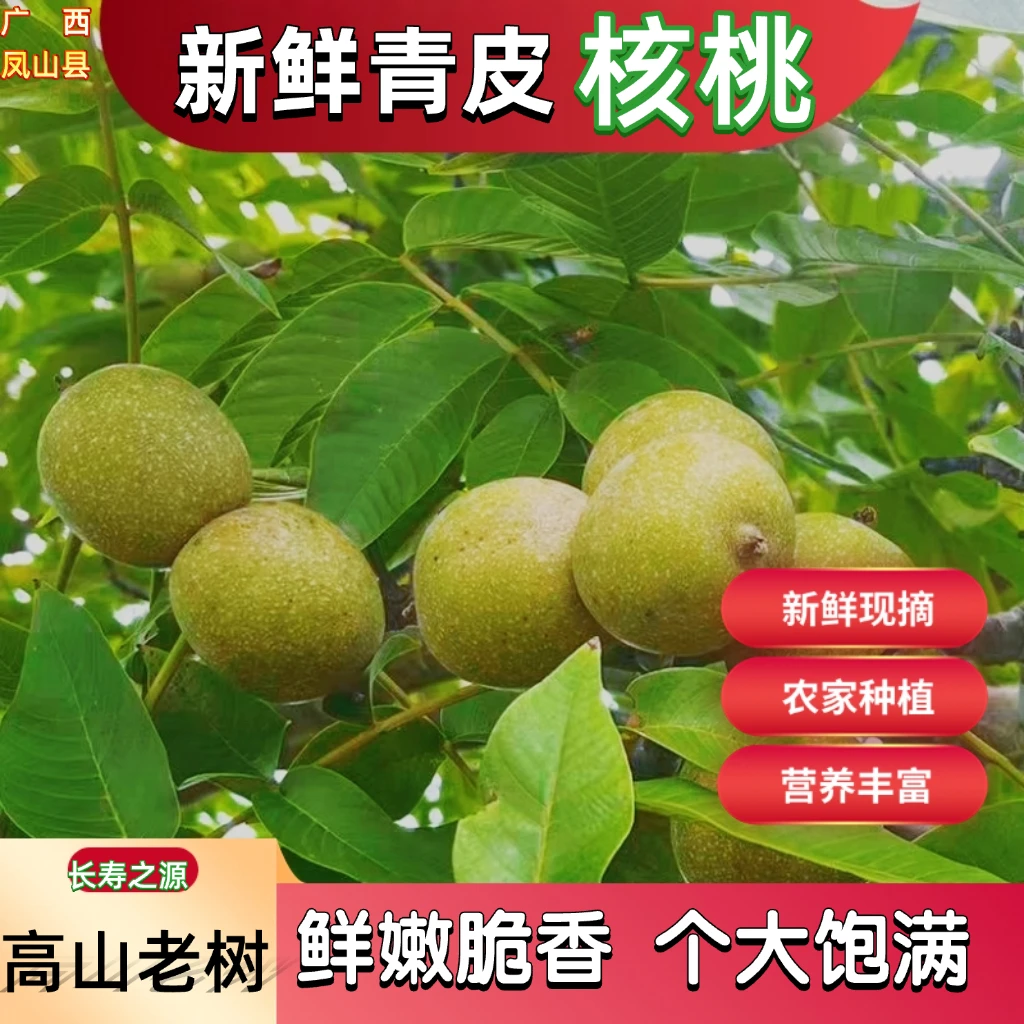新鲜现摘青皮湿核桃凤山长寿之源农家种植（送夹子）