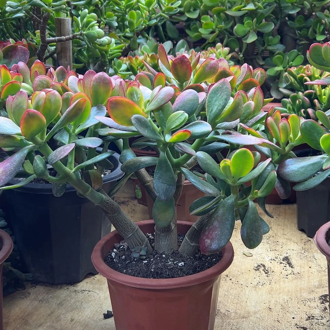 梦***梦完全开放黄金花月 一物一拍