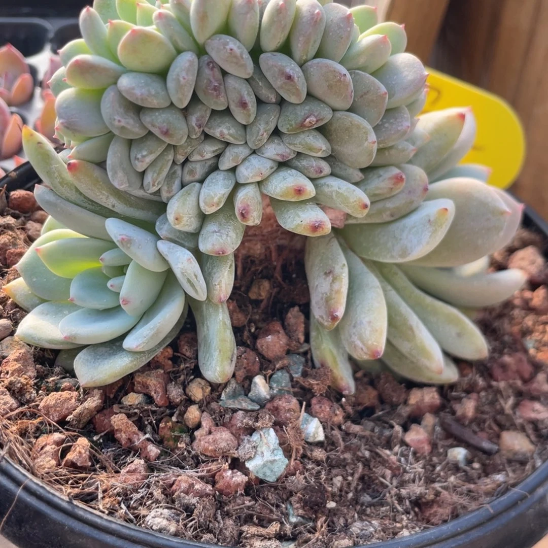 蓝***蓝石榴子星影缀化180分期90尾款