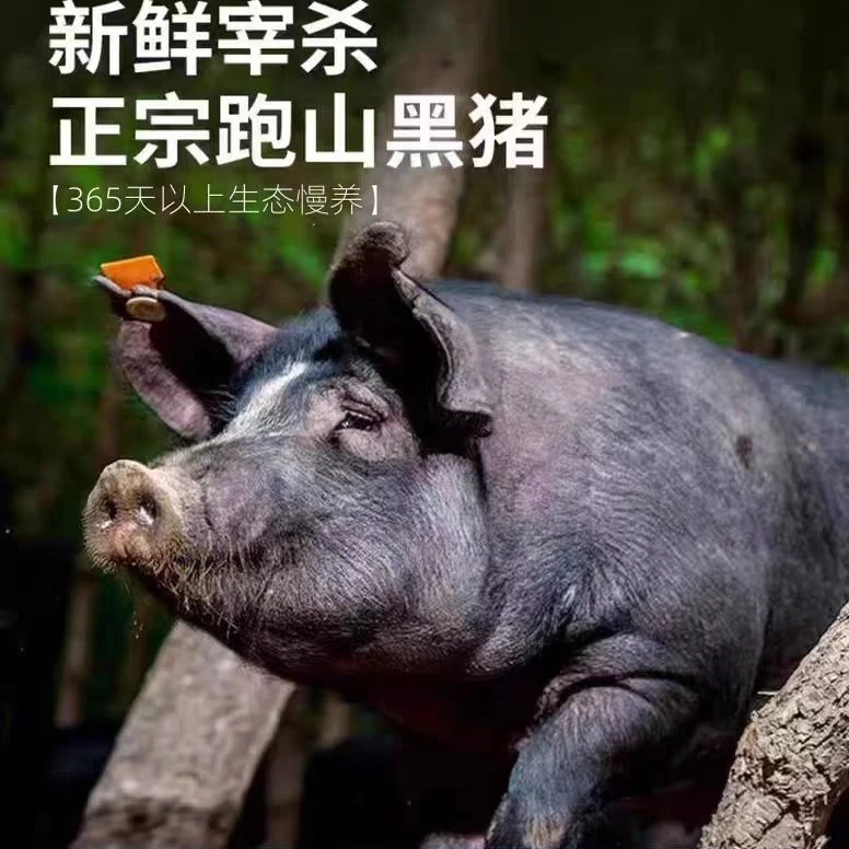 散养土黑猪备用拍单