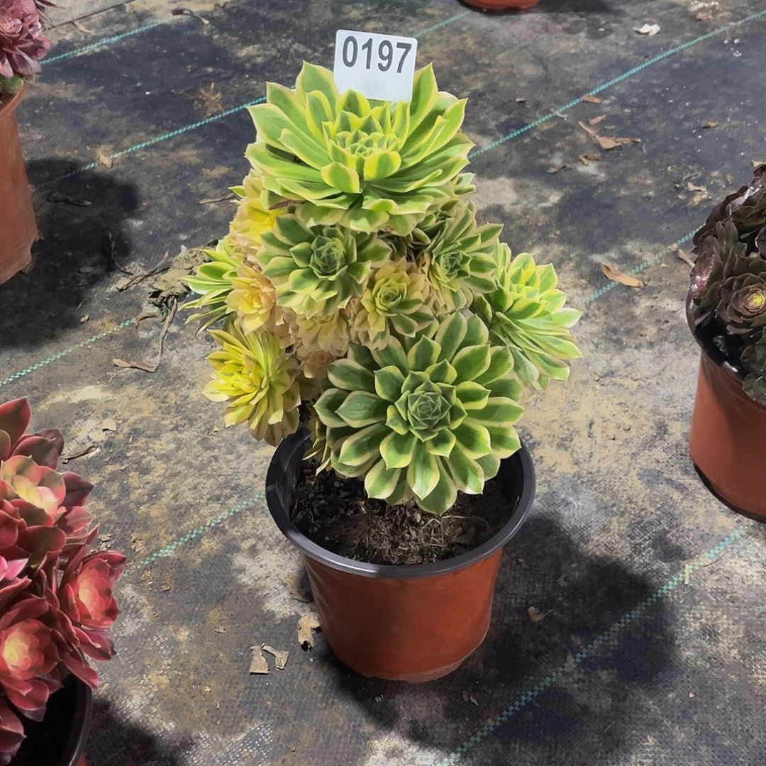 阿*多肉植物一物一拍0197