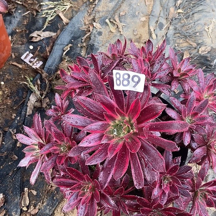 孔雀锦889多肉不包断