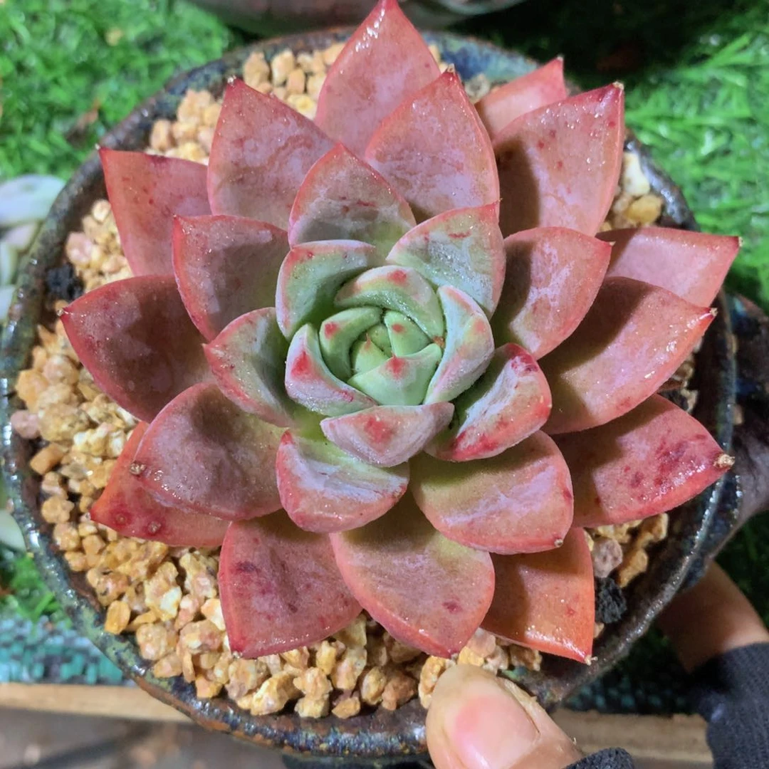 蜜桃仙子9 公分一物一拍