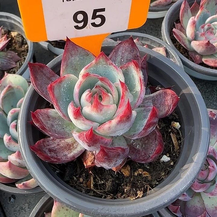 95 惊鸿仙子多肉植物
