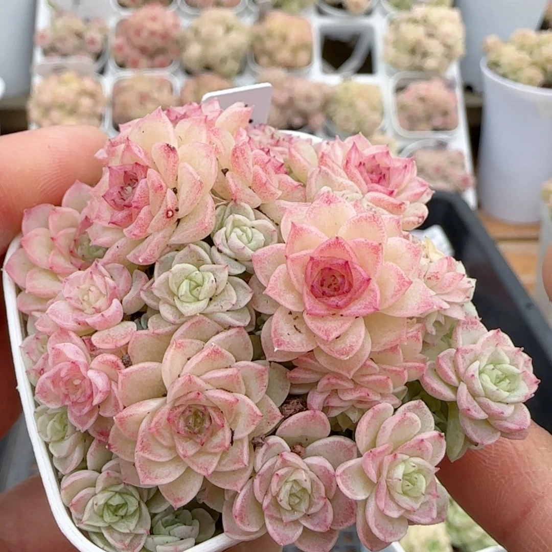 【闪购商品】0203-149（ht-31）