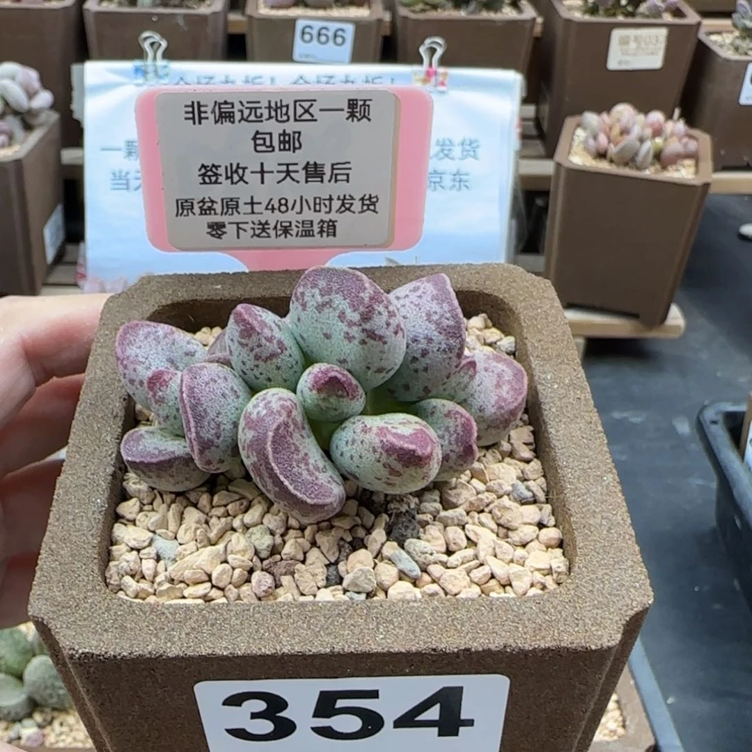 T**G354艾薇微瑕多肉
