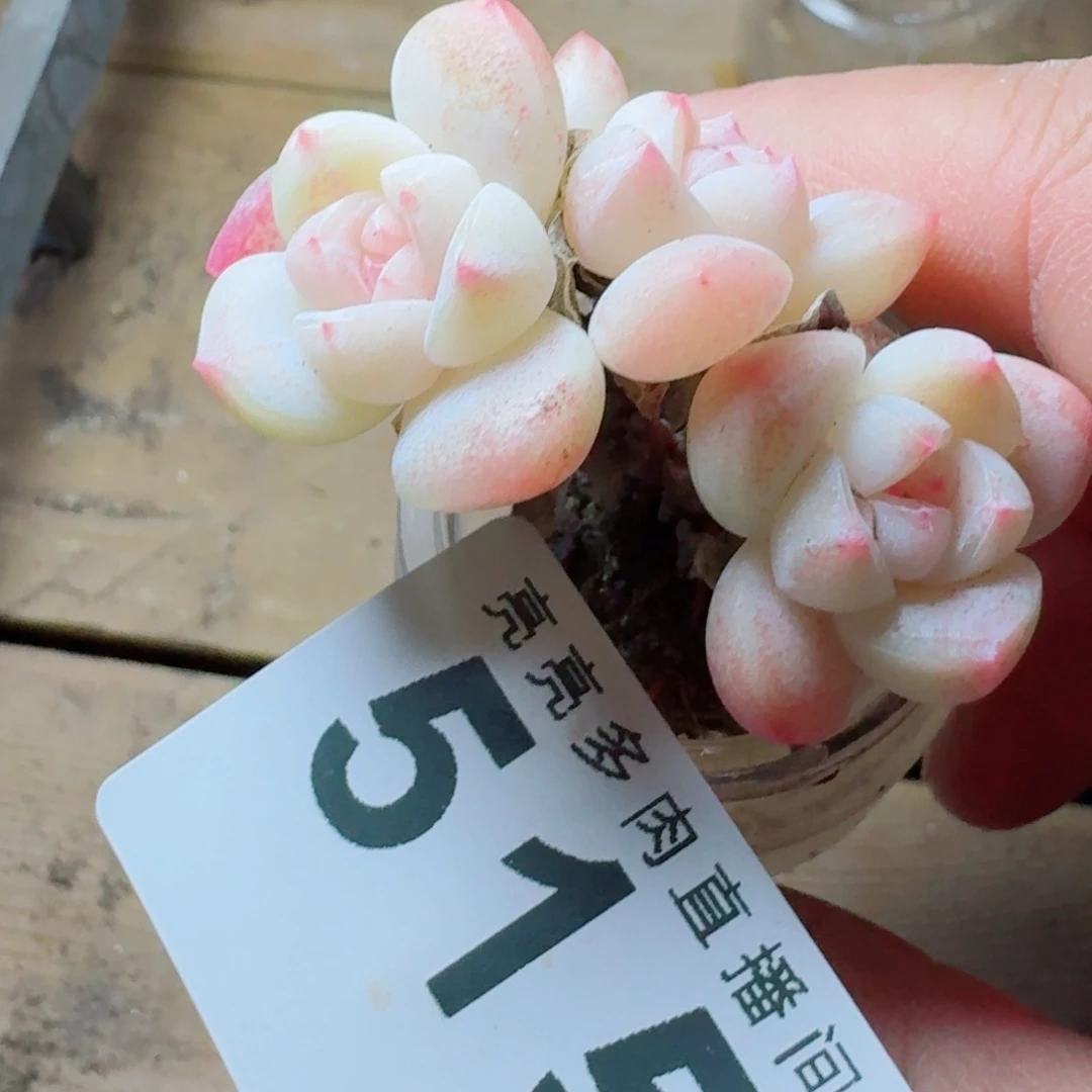 冰玉长腿      愿你一路坦途，乘风破浪展宏图