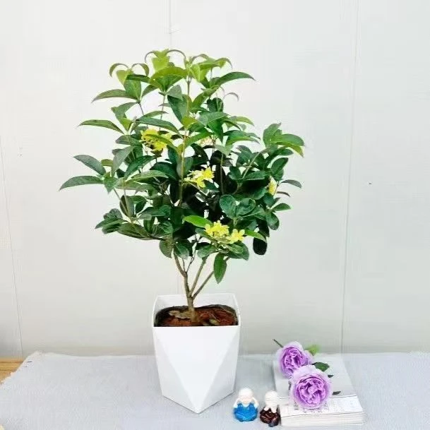 四季桂花盆栽带花苞浓香型室内外庭院阳台好养花卉绿植
