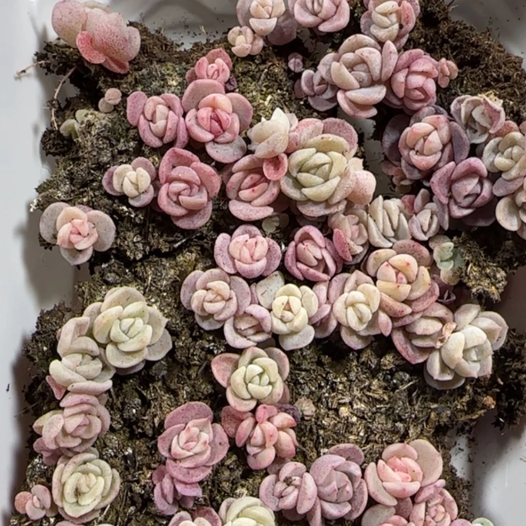 415王者系列种播苗一盒