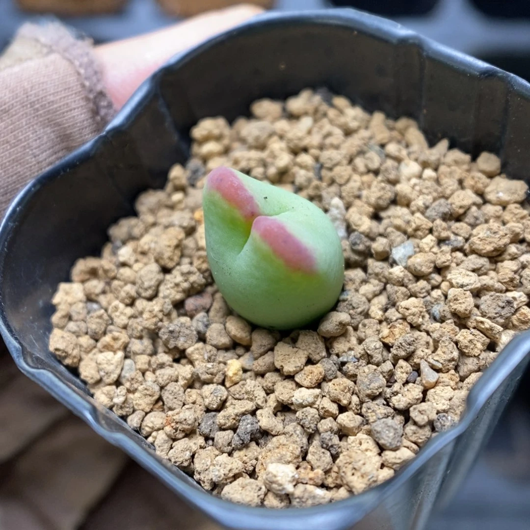 多肉植物肉锥杂交K-3352