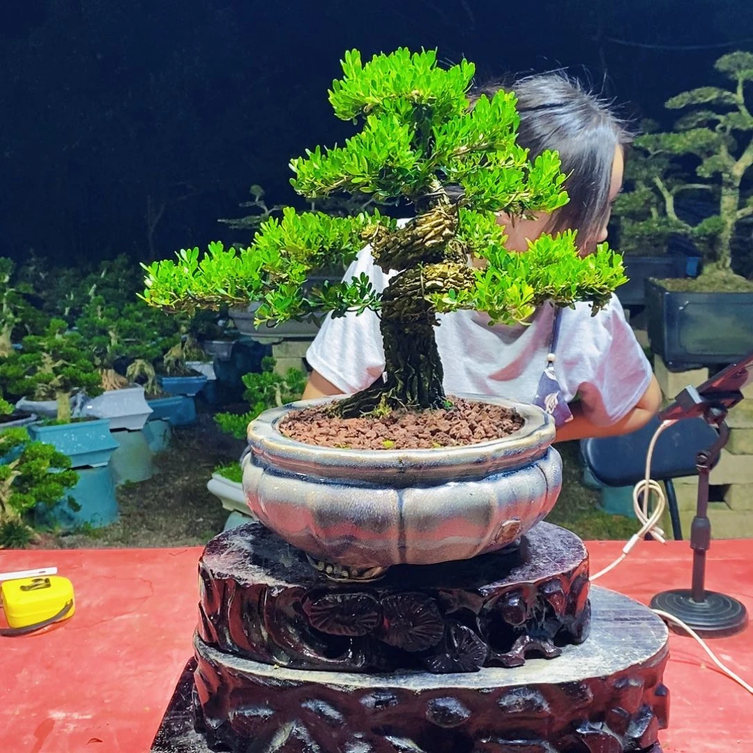 用***6完全开放广东雀舌黄杨盆景