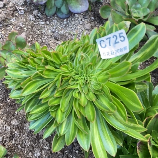 725碧螺春缀多肉植物