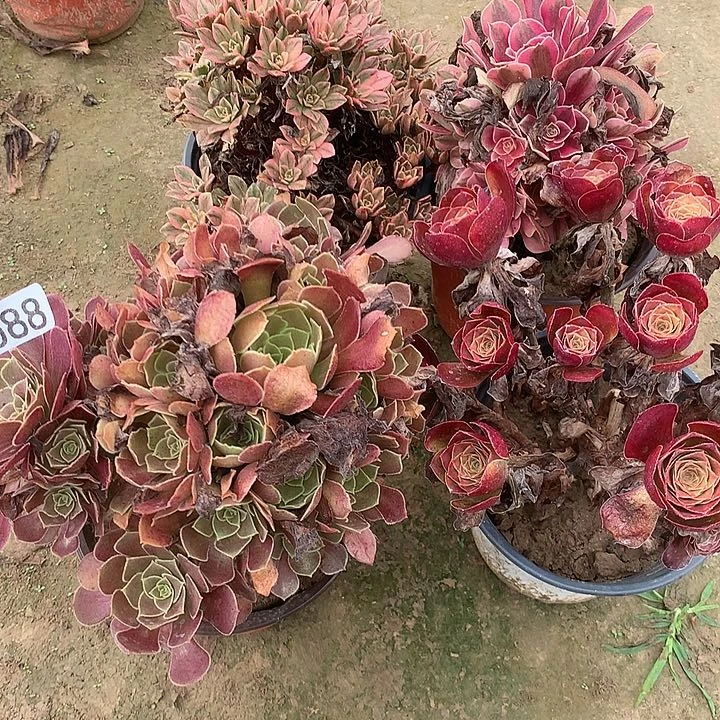 无花朵故*088四颗多肉植物组合