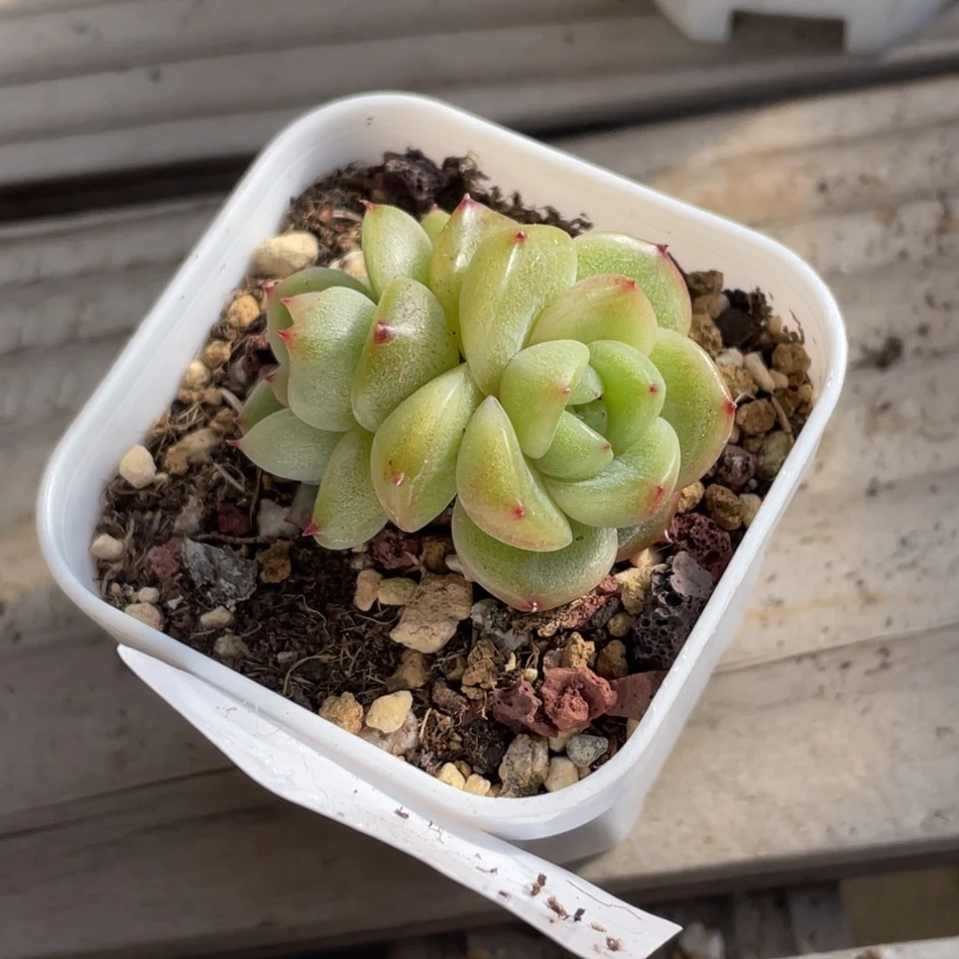 870号糖心冰心珍妮 油栋栋