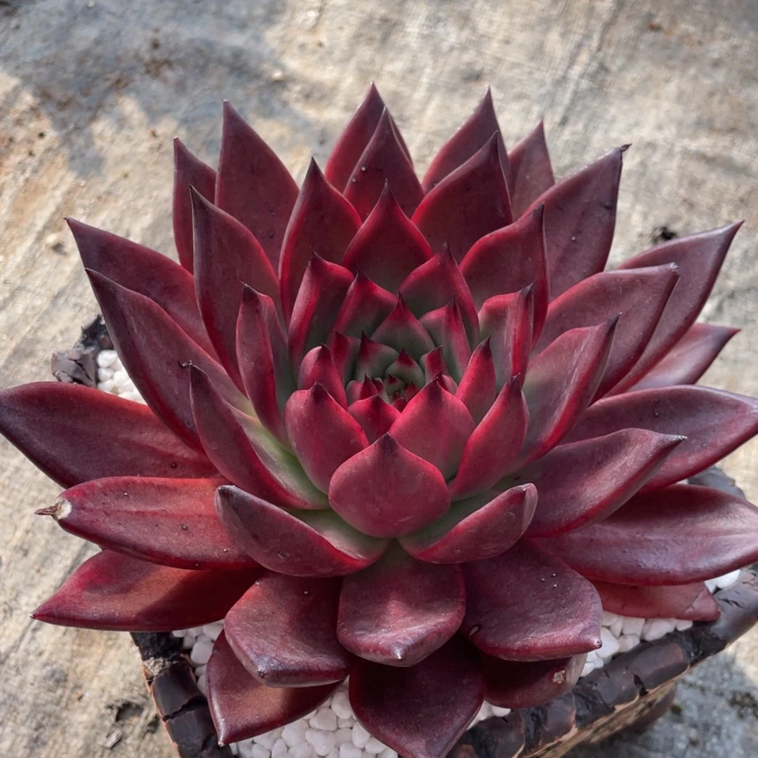 多肉植物盆栽多肉