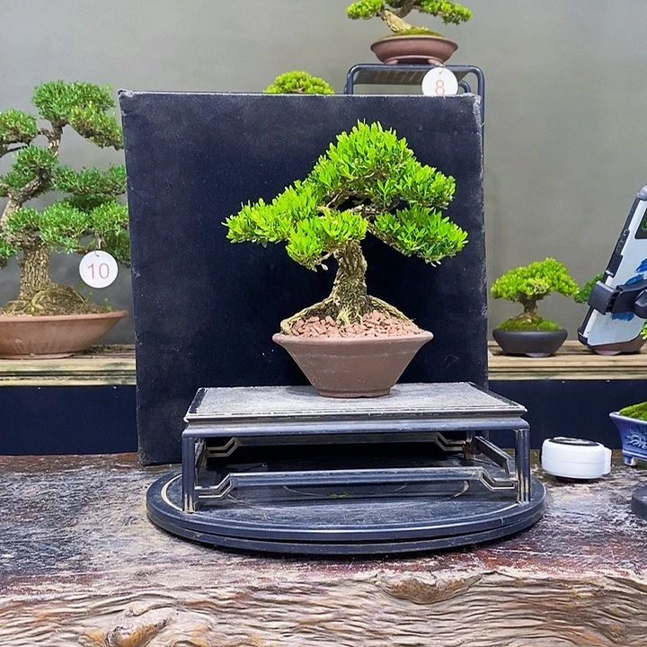 无花朵黄杨盆景四季常青