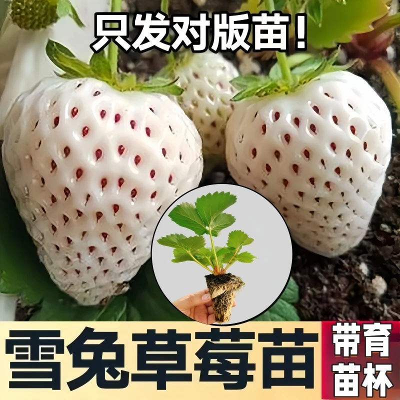 阳台草莓苗基地当年结果大苗带盆带土盆栽苗南北方室内外四季好养