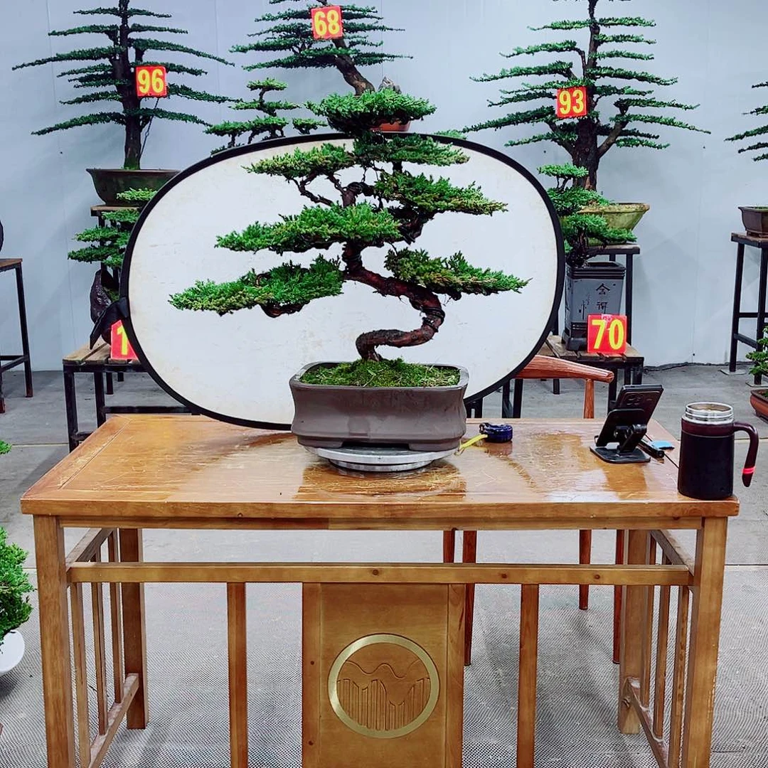 无花朵直播间一物一拍